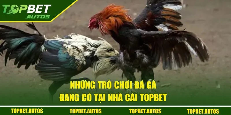 Những trò chơi đá gà đang có tại nhà cái TOPBET